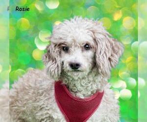 Poodle (Miniature) Dogs for adoption in Mt Carmel, PA, USA