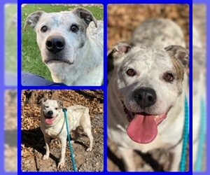 Mutt Dogs for adoption in Clyde, NC, USA