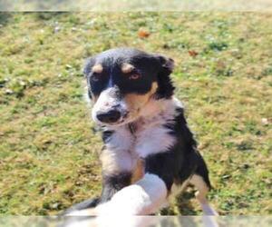 Border Collie Dogs for adoption in Lufkin, TX, USA