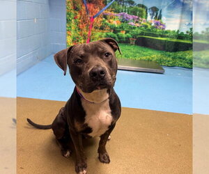 Mutt Dogs for adoption in Moreno Valley, CA, USA