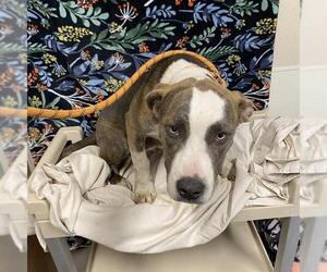 American Pit Bull Terrier Dogs for adoption in Modesto, CA, USA