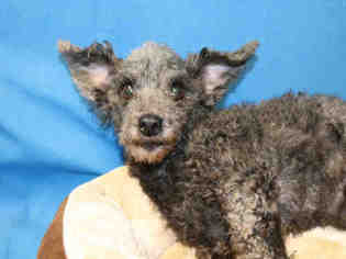 Poodle (Miniature) Dogs for adoption in Ocala, FL, USA