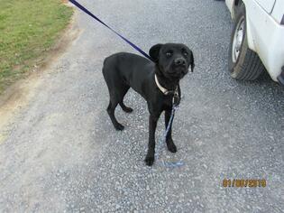 Medium Photo #1 Labrador Retriever Puppy For Sale in Murfreesboro, TN, USA