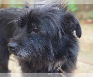 Maltese-Unknown Mix Dogs for adoption in Cary, NC, USA