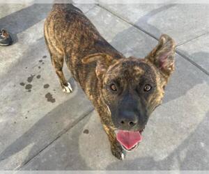 German Shepherd Dog-Unknown Mix Dogs for adoption in Martinez, CA, USA