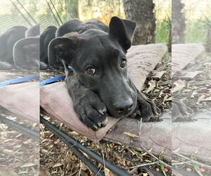 Labrador Retriever-Unknown Mix Dogs for adoption in San Diego, CA, USA