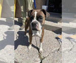 Boxer Dogs for adoption in Chama, NM, USA