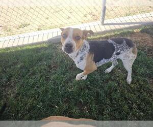 American Pit Bull Terrier Dogs for adoption in Bakersfield, CA, USA