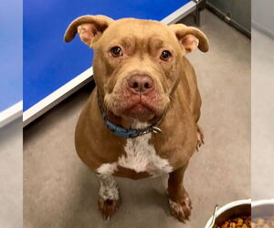 Staffordshire Bull Terrier-Unknown Mix Dogs for adoption in Tavares, FL, USA