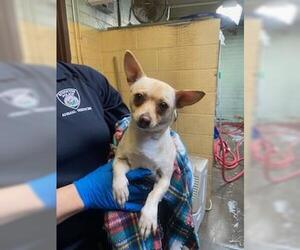 Chihuahua Dogs for adoption in Stockton, CA, USA