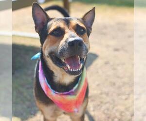 German Shepherd Dog-Unknown Mix Dogs for adoption in San Antonio, TX, USA