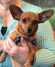 Chiweenie Dogs for adoption in St. Paul, MN, USA