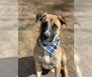 Black Mouth Cur-Rhodesian Ridgeback Mix Dogs for adoption in Phoenix, AZ, USA