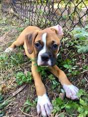 Boxer Dogs for adoption in Durham, NC, USA