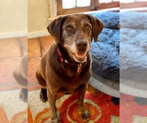 Labrador Retriever Dogs for adoption in Santa Monica, CA, USA