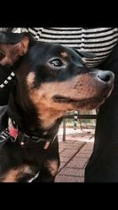 Miniature Pinscher Dogs for adoption in Houston, TX, USA