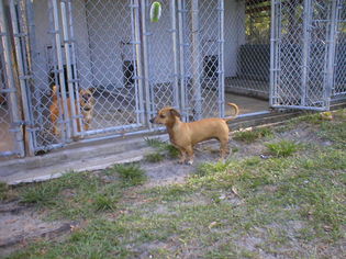 Dachshund-Unknown Mix Dogs for adoption in Middleburg, FL, USA