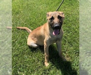 Black Mouth Cur-Unknown Mix Dogs for adoption in Olathe, KS, USA