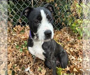 Mutt Dogs for adoption in New Oxford , PA, USA