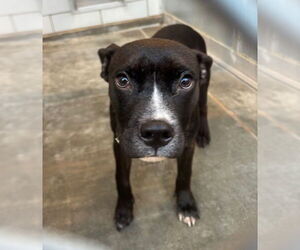 Mutt Dogs for adoption in Pearland, TX, USA