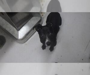 American Pit Bull Terrier Dogs for adoption in Augusta, GA, USA