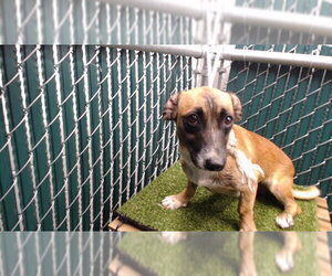 Chihuahua-Unknown Mix Dogs for adoption in Downey, CA, USA