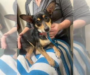 Chihuahua-Unknown Mix Dogs for adoption in Pasadena, TX, USA