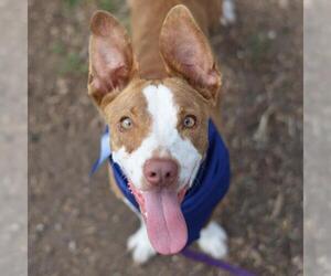 Mutt Dogs for adoption in San Antonio, TX, USA