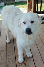 Great Pyrenees Dogs for adoption in Wetumpka, AL, USA