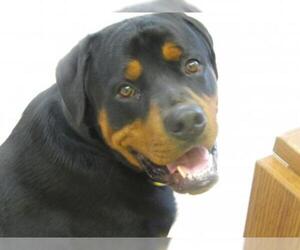 Rottweiler Dogs for adoption in York, SC, USA
