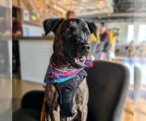 Mutt Dogs for adoption in Tulsa, OK, USA