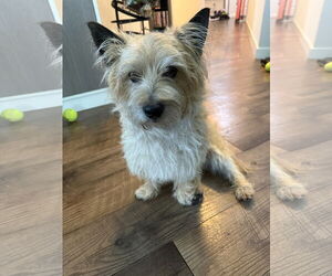 Cairn Terrier Dogs for adoption in Lake Elsinore, CA, USA