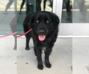 Gollie Dogs for adoption in Fort Worth, TX, USA
