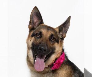 German Shepherd Dog Dogs for adoption in Santa Maria, CA, USA