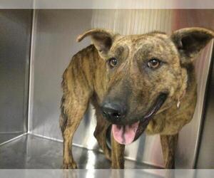 German Shepherd Dog-Unknown Mix Dogs for adoption in Riverside, CA, USA