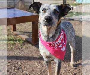 Mutt Dogs for adoption in San Antonio, TX, USA