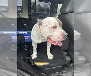 American Staffordshire Terrier-Unknown Mix Dogs for adoption in San Antonio, TX, USA