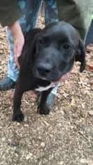Labrador Retriever Dogs for adoption in Bronx, NY, USA