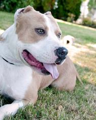 American Pit Bull Terrier Dogs for adoption in Tacoma, WA, USA