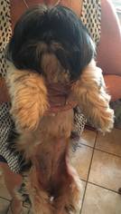 Shih Tzu Dogs for adoption in Boerne, TX, USA