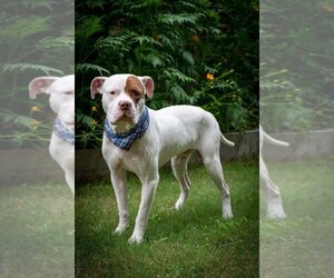 American Staffordshire Terrier Dogs for adoption in HOUSTON, TX, USA