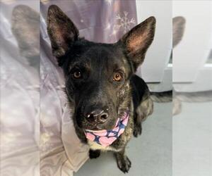 Holland Shepherd-Unknown Mix Dogs for adoption in Tulsa, OK, USA