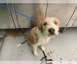 Rat Terrier-Unknown Mix Dogs for adoption in Waco, TX, USA