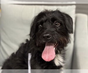 Mutt Dogs for adoption in Millersville, MD, USA