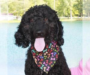 Goldendoodle Dogs for adoption in Garfield Heights, OH, USA