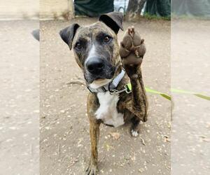 Bull Terrier-Unknown Mix Dogs for adoption in Santa Barbara, CA, USA
