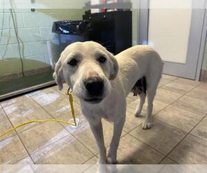 Labrador Retriever-Unknown Mix Dogs for adoption in Grand Prairie, TX, USA