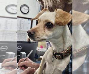 Chihuahua Dogs for adoption in Temple, TX, USA