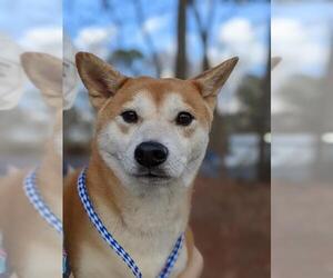 Shiba Inu Dogs for adoption in Raleigh, NC, USA