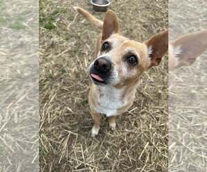 Chihuahua-Unknown Mix Dogs for adoption in Shreveport, LA, USA